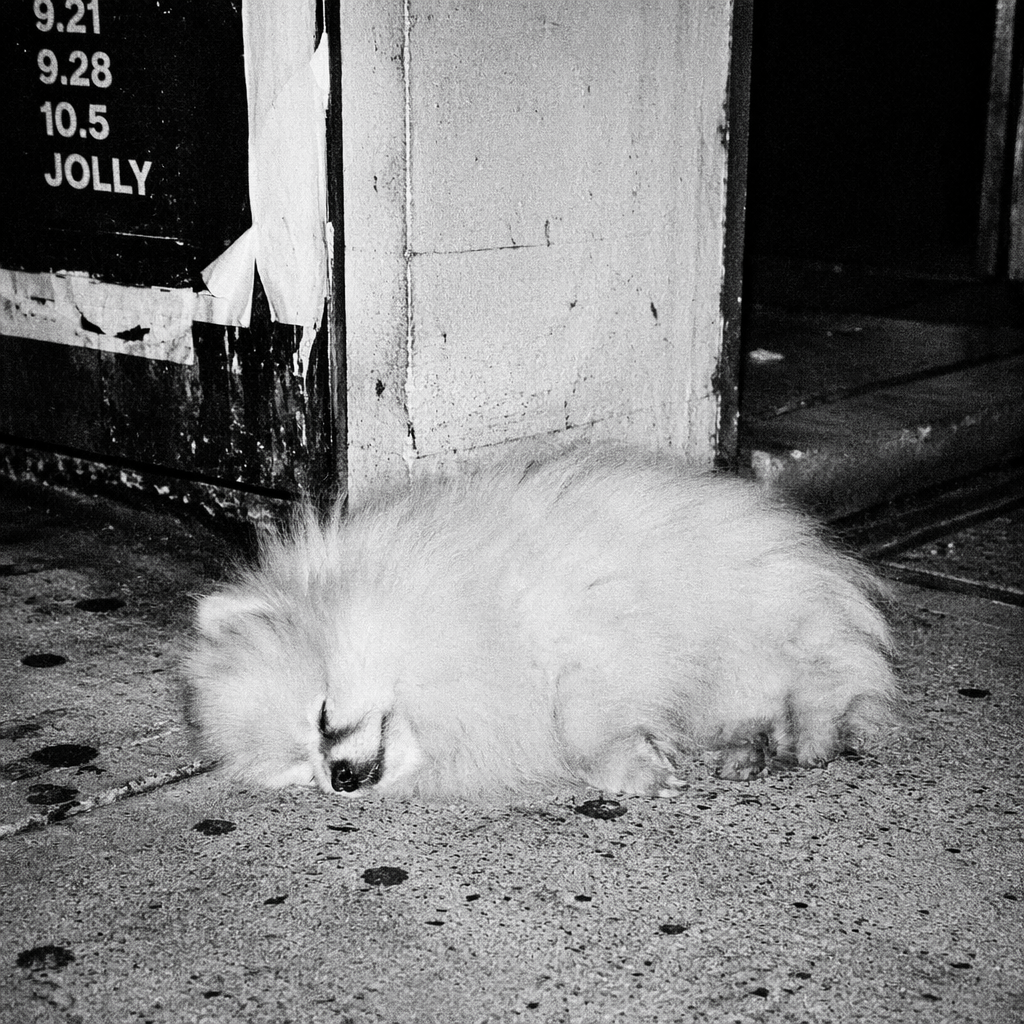 路边熟睡的博美犬