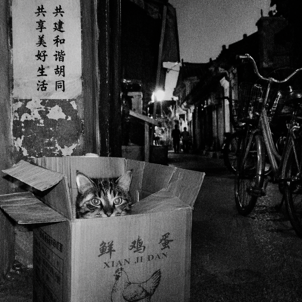 从纸箱里探出头的虎斑猫