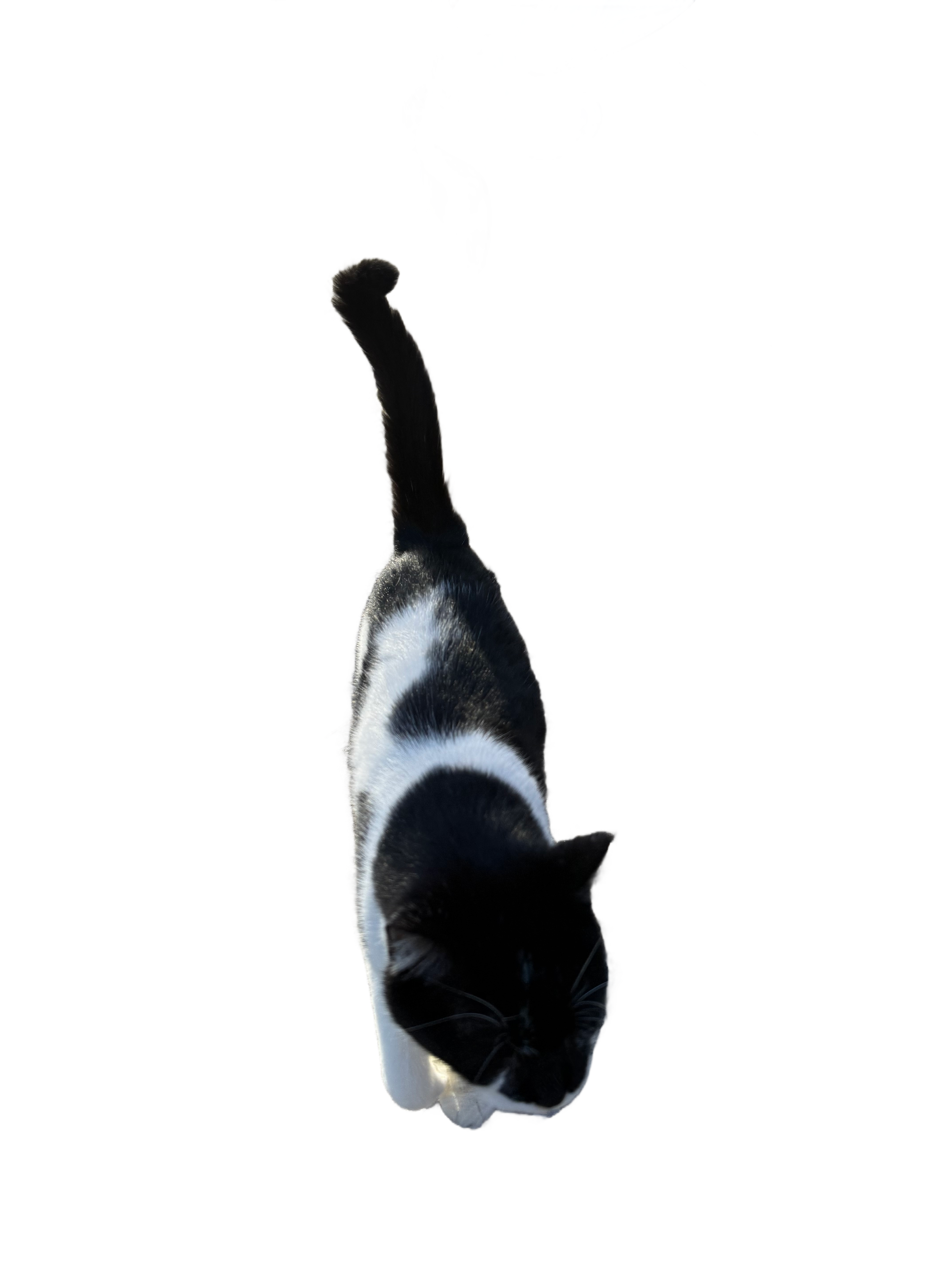 SIAMESE CAT